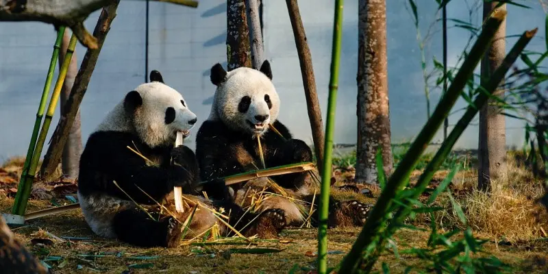 Chengdu Research Base of Giant Panda Breeding: A Window into the World of the Iconic Chinese Pandas