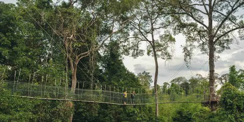 Exploring the Wilderness: Taman Negara National Park